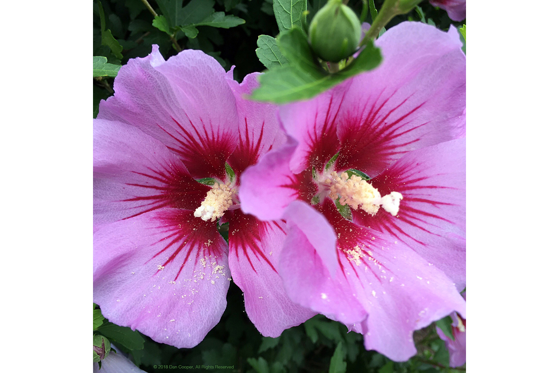 2 Pollen Laden Flowers